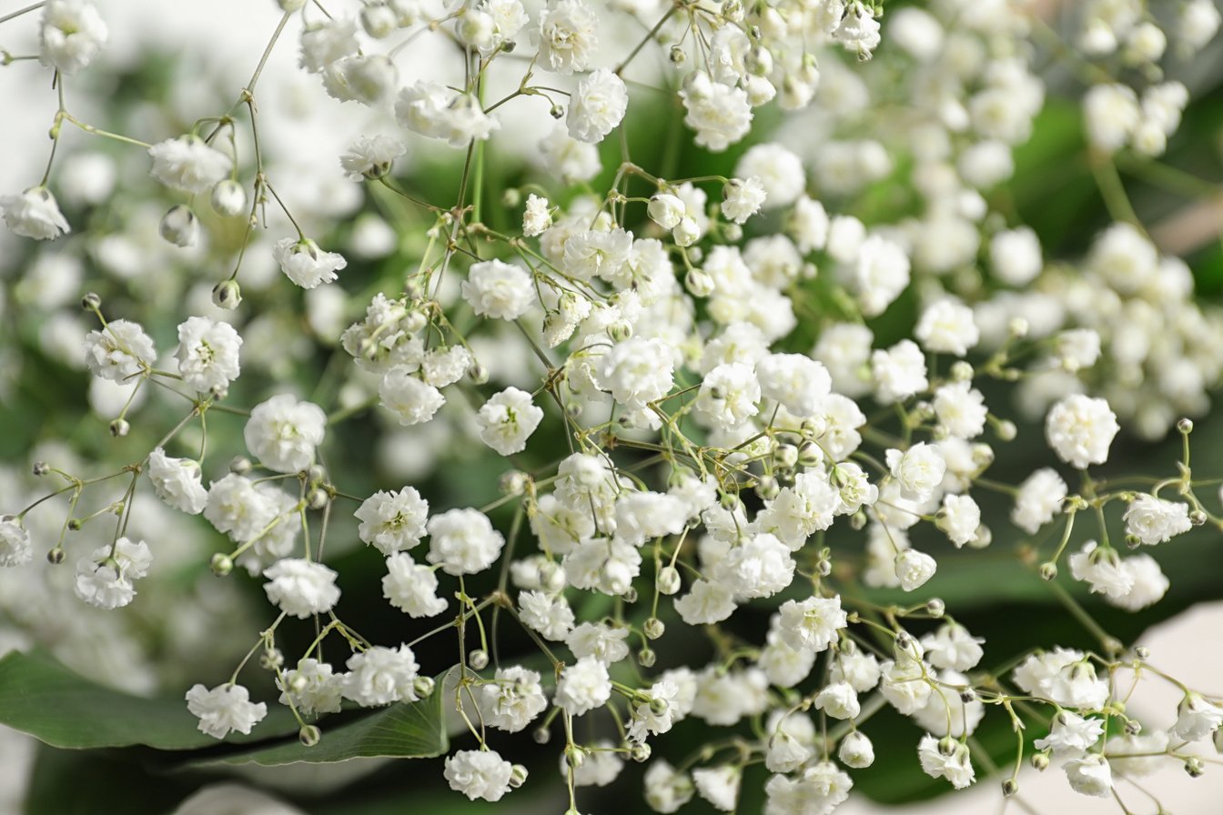 Beautiful Bouquet with White Flowers, Closeup. Floral Background